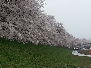 Ogawara cherry blossom